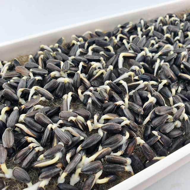 Microgreen - Sunflower seeds (CONVENTIONAL)