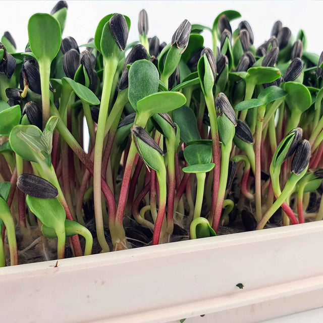 Microgreen - Sunflower seeds (CONVENTIONAL)