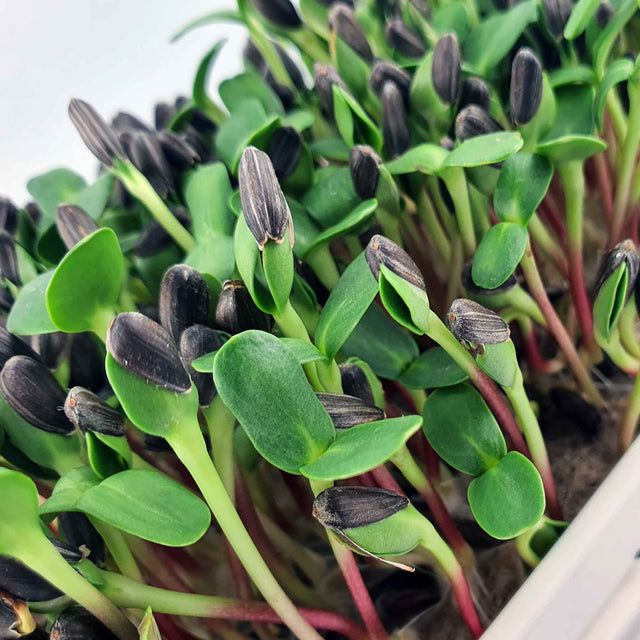 Microgreen - Sunflower seeds (CONVENTIONAL)