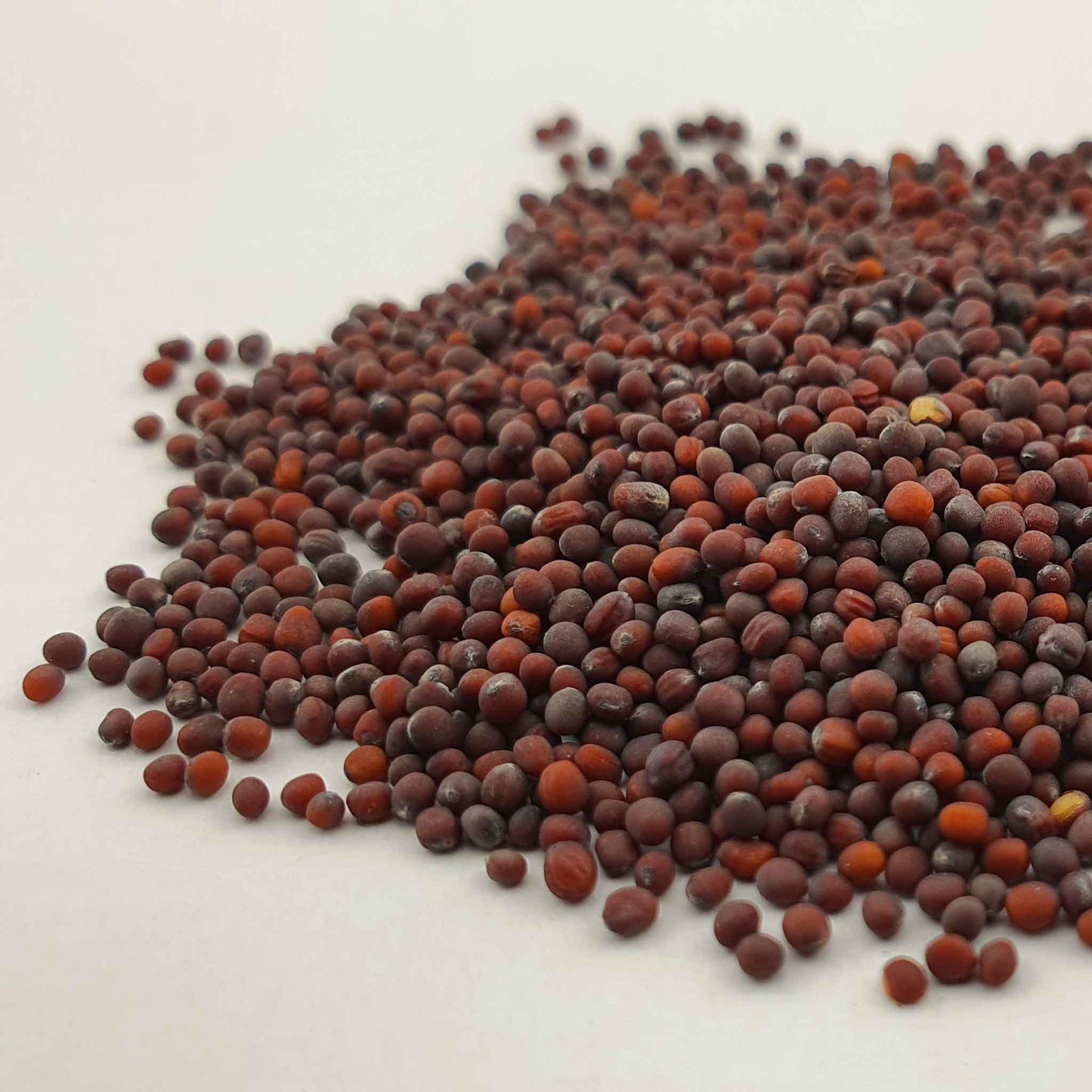 Microgreen - Senapssvart (CONVENTIONELL)