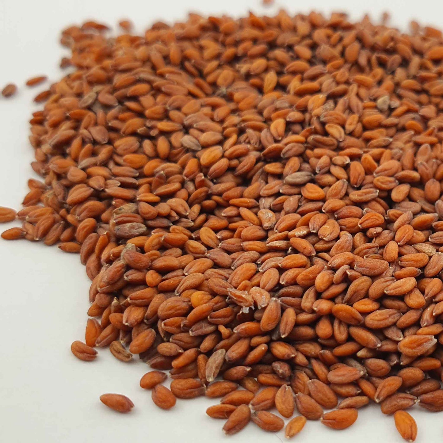 Microgreen - Cress (CONVENTIONAL)