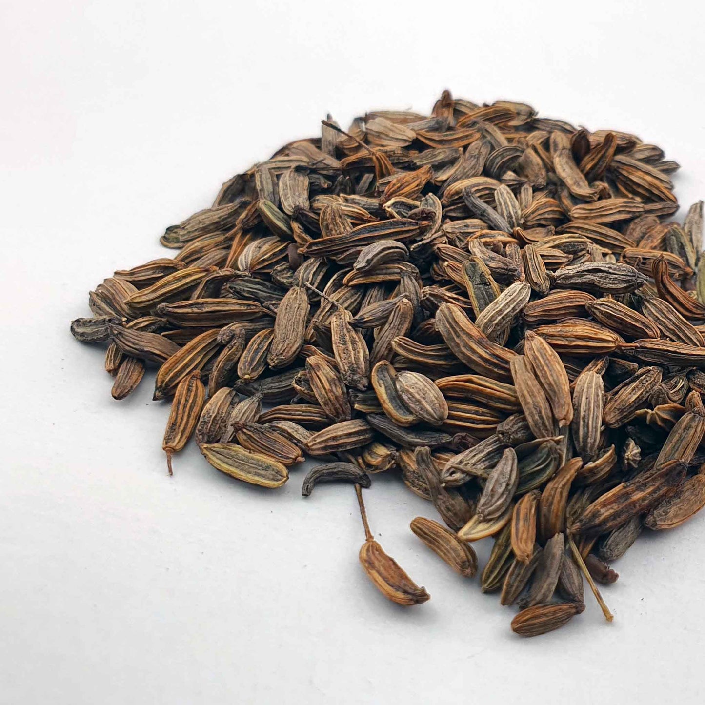 Microgreen - Fennel (CONVENTIONAL)
