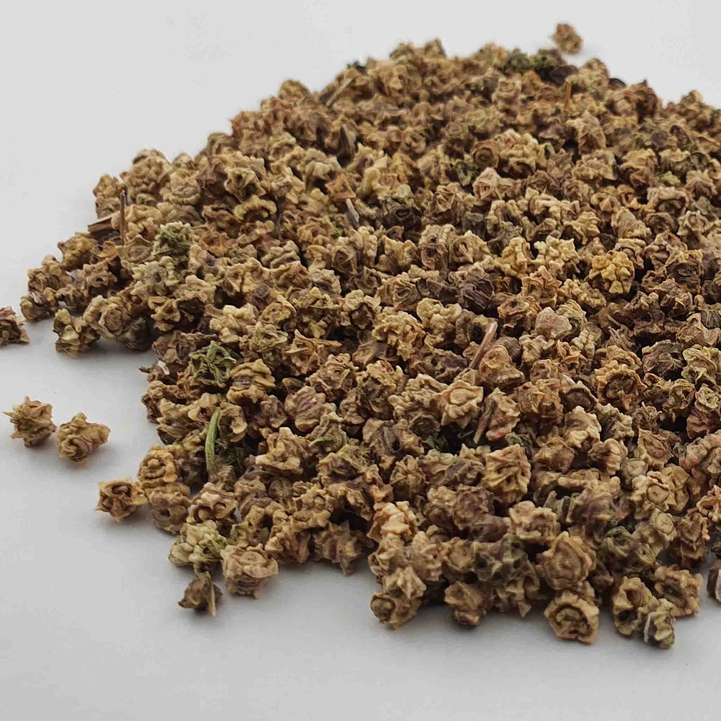 Microgreen - Beet Bulls blood (CONVENTIONAL)