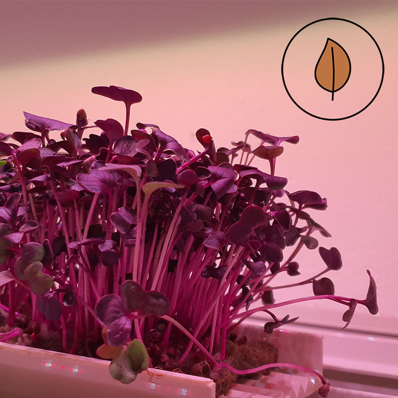 Microgreen - Radish Sango (Conventional)