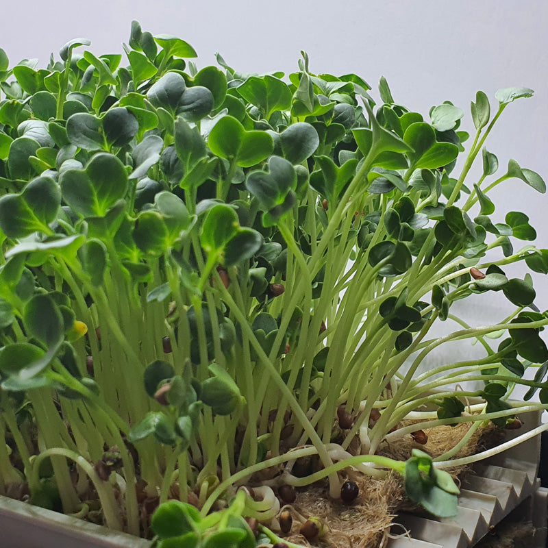 Microgreen - Radish Daikon (ORGANIC)