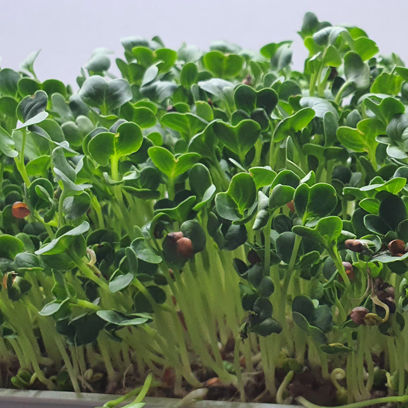 Microgreen - Radish Daikon (CONVENTIONAL)