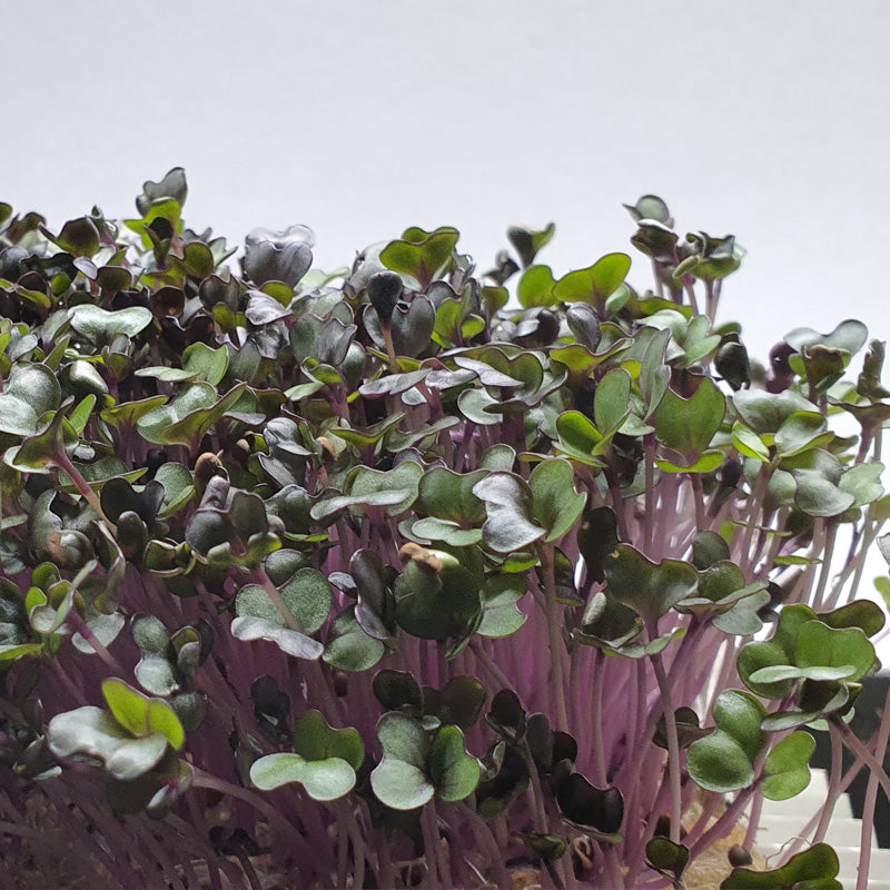 Microgreen -  Red Cabbage (CONVENTIONAL)