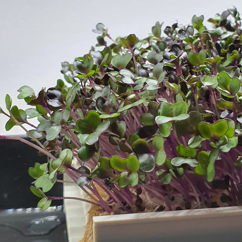 Microgreen -  Red Cabbage (CONVENTIONAL)