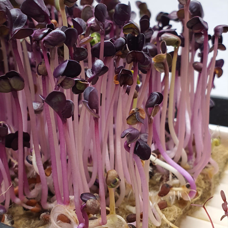 Microgreen - Radish Sango (Organic)