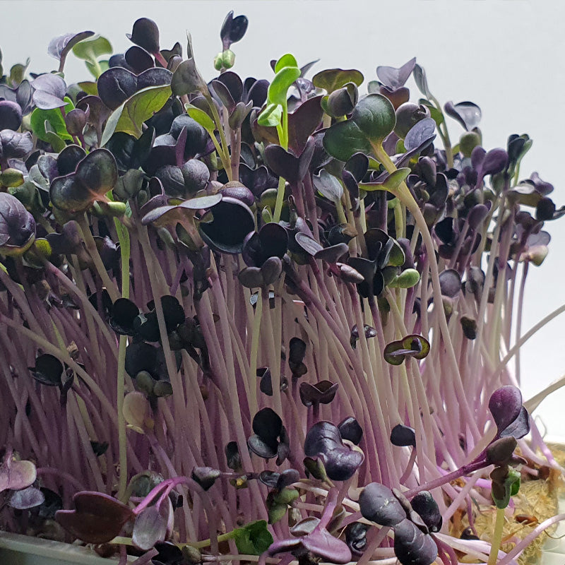 Microgreen - Radish Sango (Conventional)