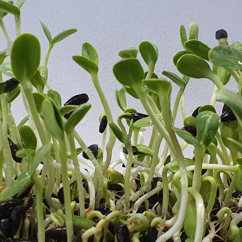 Microgreen - Solros (EKKOLOGISK)