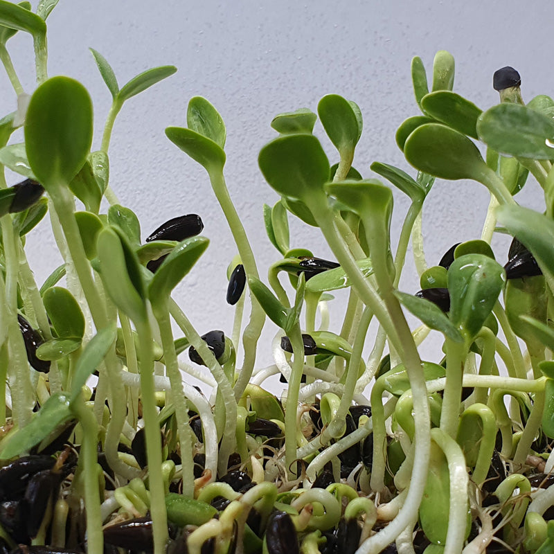 Microgreen - Sunflower (ORGANIC)