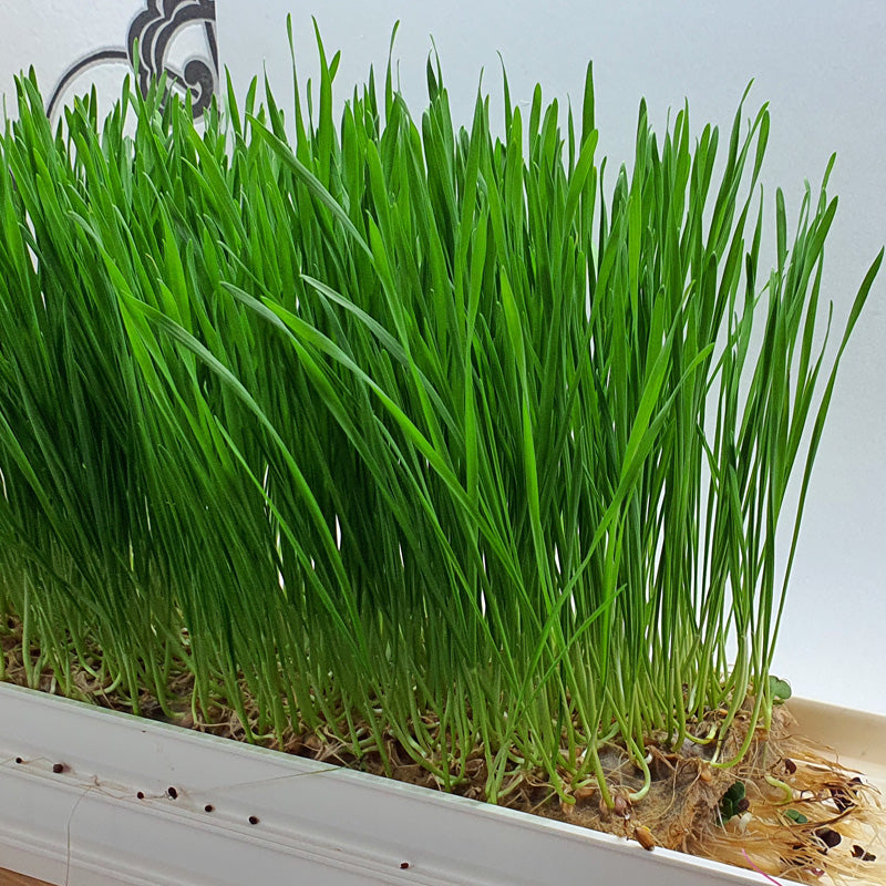 Microgreen - Wheatgrass (CONVENTIONAL)