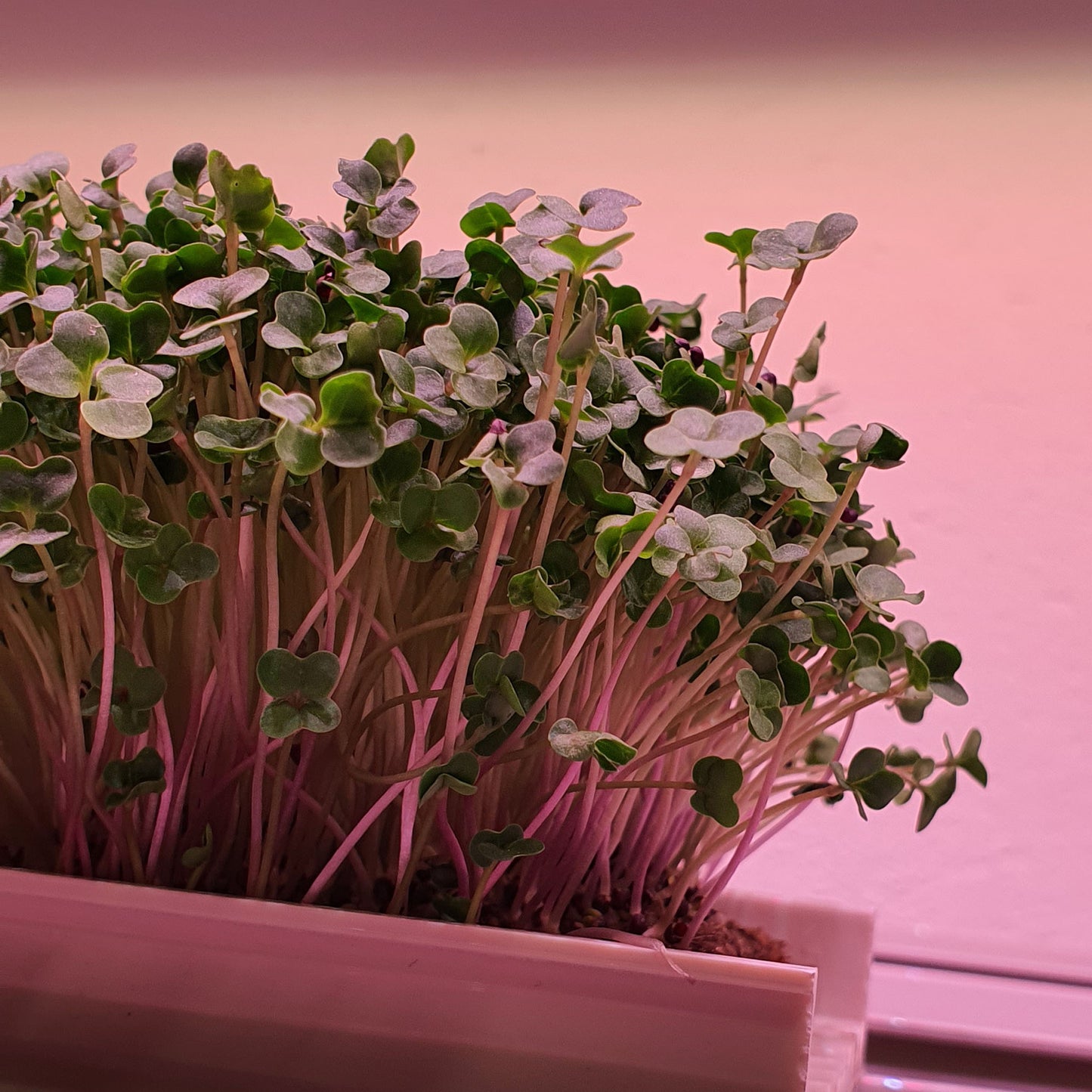 Microgreen - Broccoli (CONVENTIONAL)