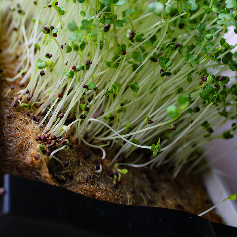 Microgreen - Broccoli (CONVENTIONAL)