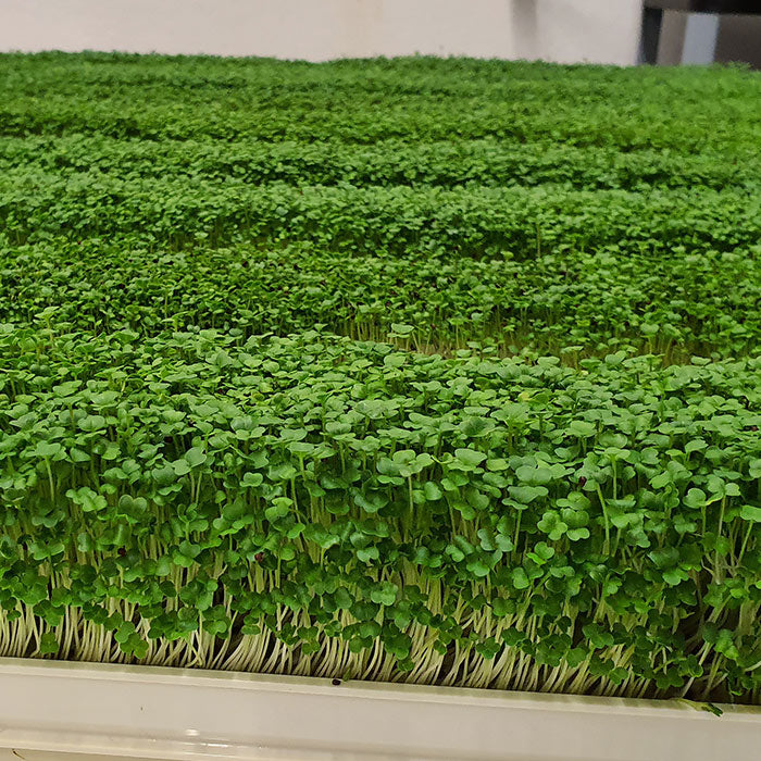 Microgreen - Rocket / Arugula (CONVENTIONAL)
