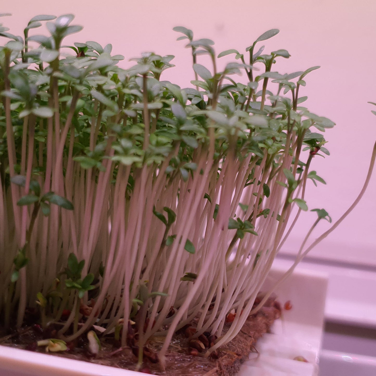 Microgreen - krasse (EKGONISK)