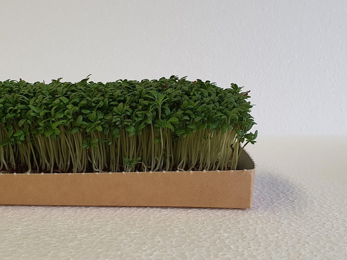 Microgreen - Cress (ORGANIC)