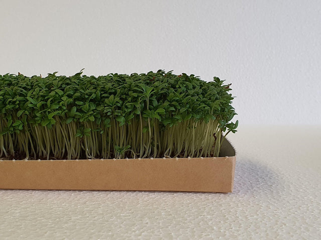 Microgreen - Cress (CONVENTIONAL)