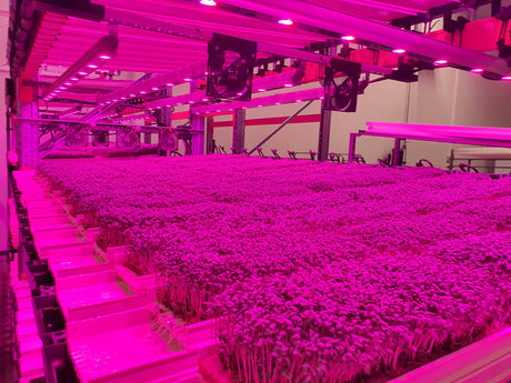 Microgreens - LED vs T5