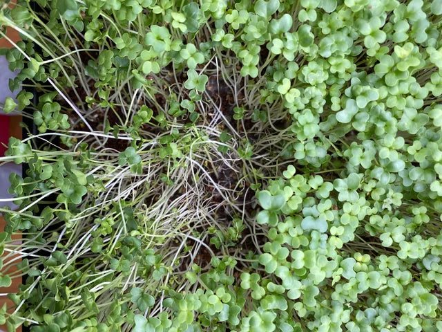 Damping off in microgreens