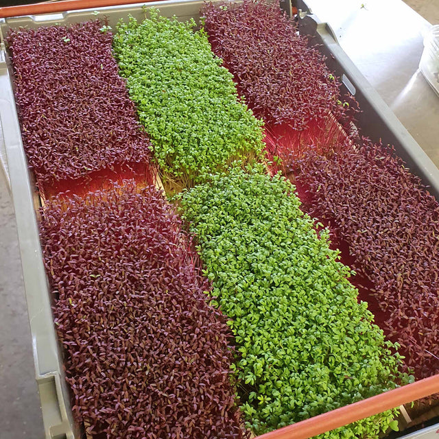 Microgreen Red Amaranth (konventionell)