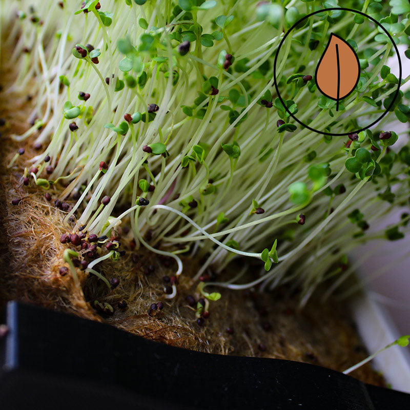 Microgreen - Broccoli (CONVENTIONAL)