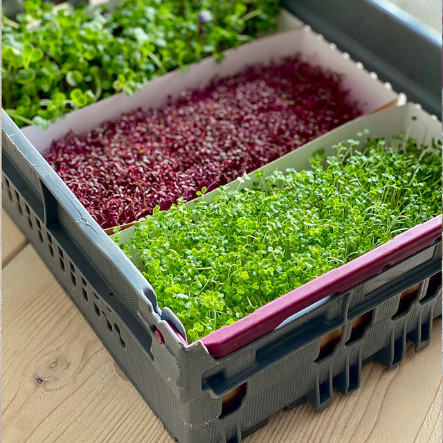 Microgreen Seed 40g 10x variety pack