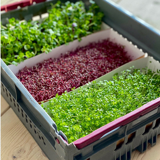 Packaging - Restaurant Carton for live microgreens