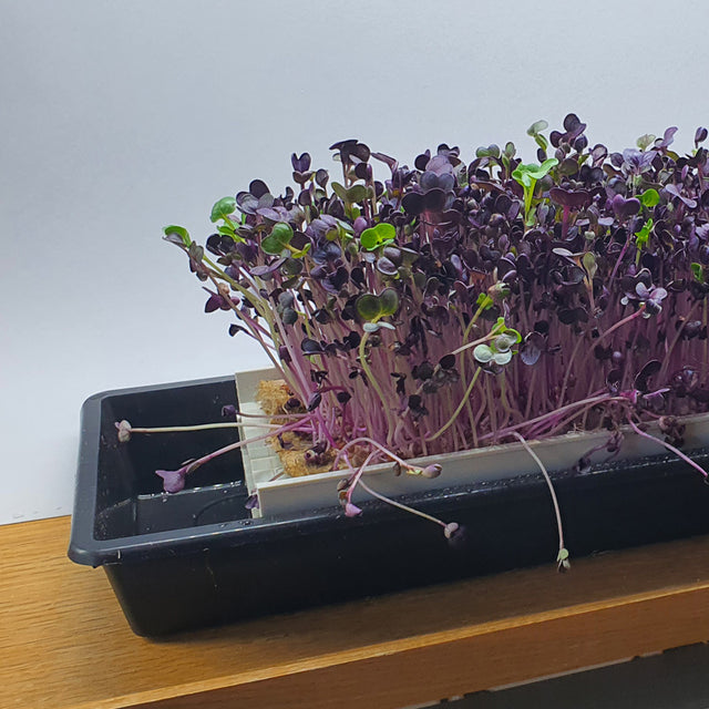 Microgreen odlingssats - Nordamark kanalsystem