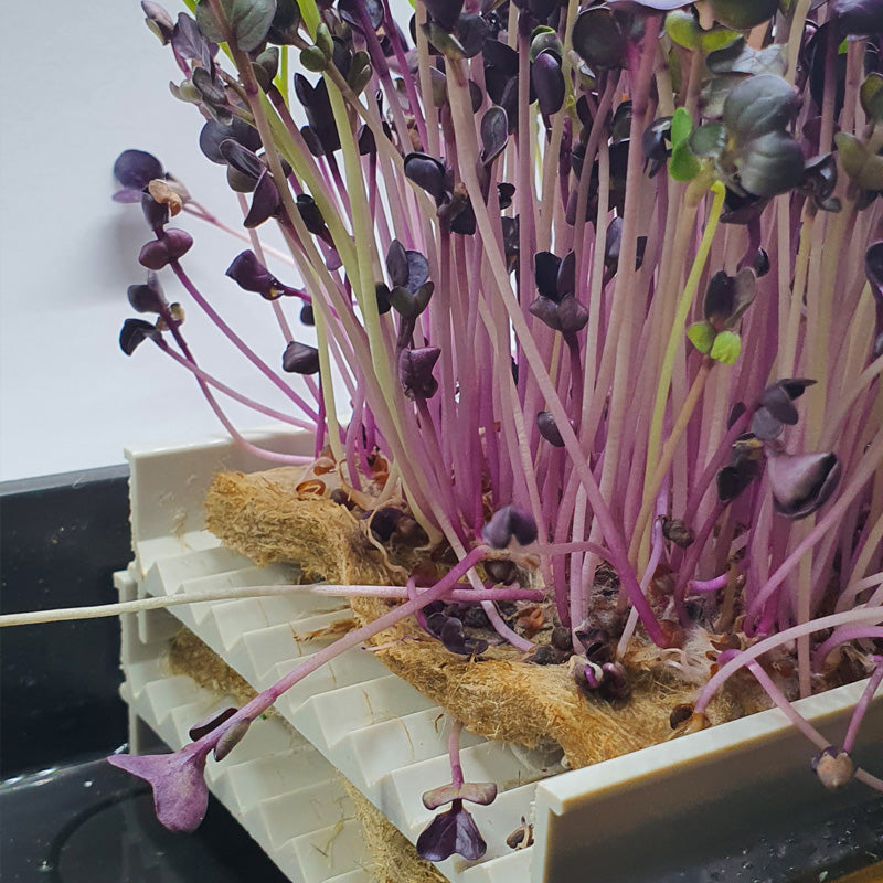 Microgreen Growingkit - Nordamark Channel System