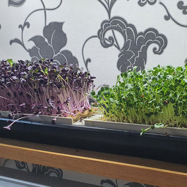 Microgreen Growingkit - Nordamark Channel System