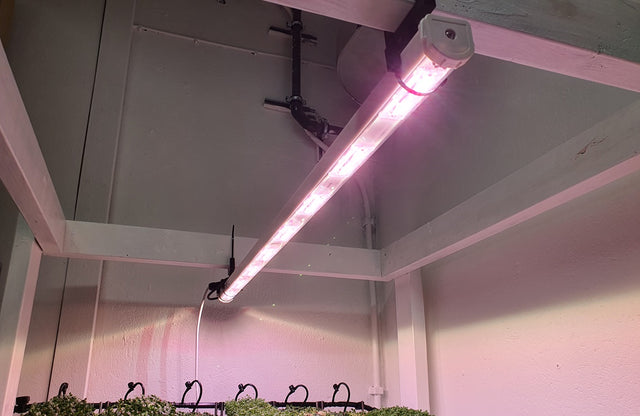 Growlight LED 120 cm - Commerical