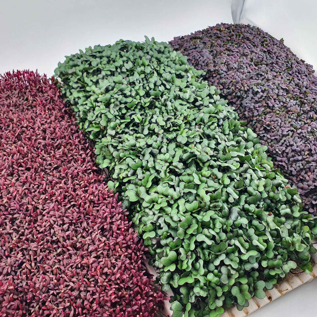 Microgreen Growing Channel - 27 cm