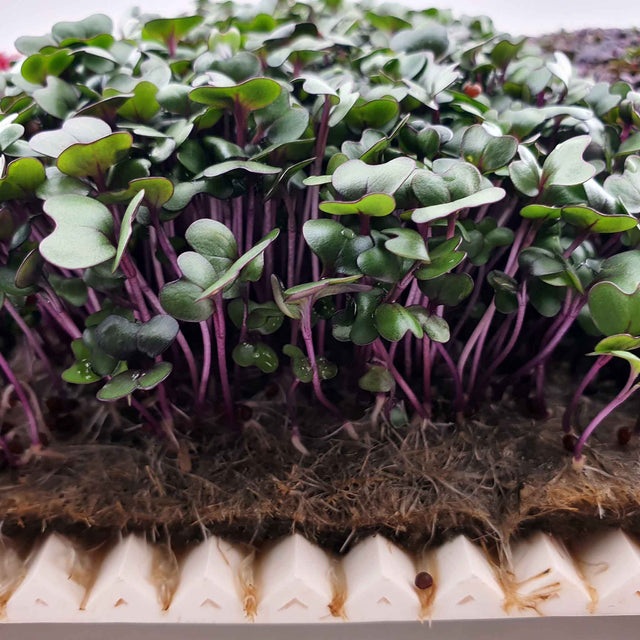 Microgreen odlingskanal - 27 cm