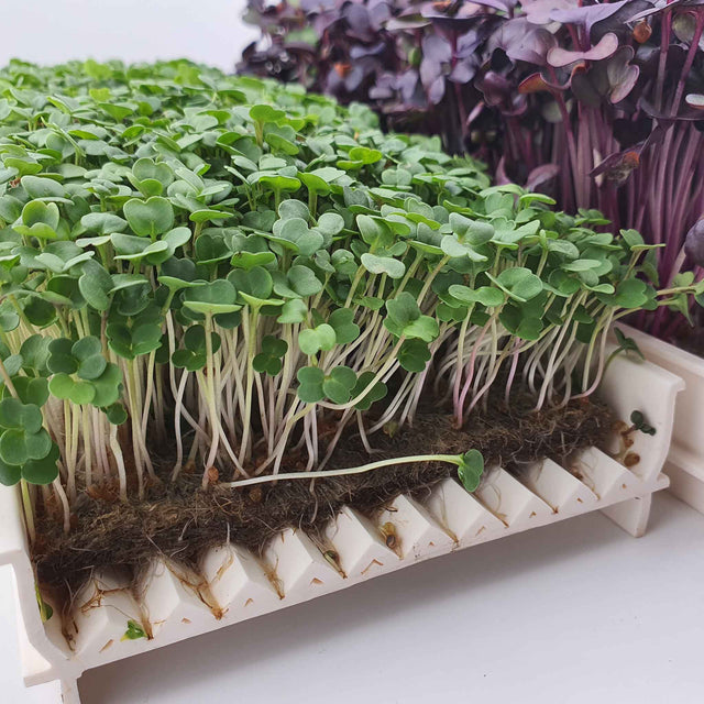 Microgreen Growing Channel - 27 cm