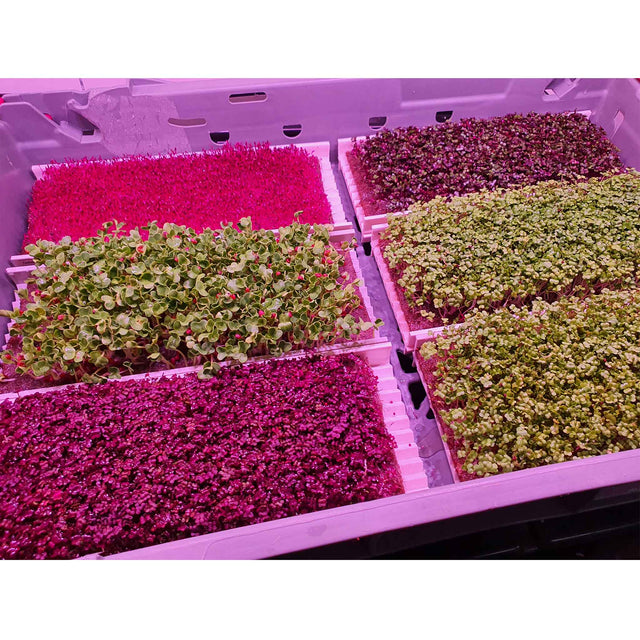 Microgreen odlingskanal - 27 cm