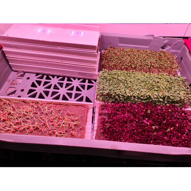 Microgreen Growing Channel - 27 cm