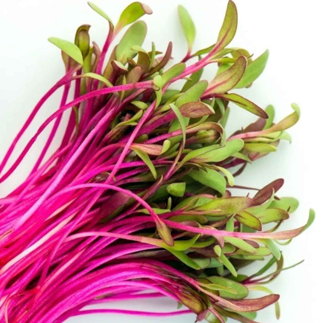 Microgreen - Beet RED RUBY QUEEN (KONVENTIONELL)