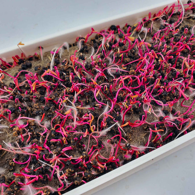 Microgreen -  Beet RED RUBY QUEEN (CONVENTIONAL)