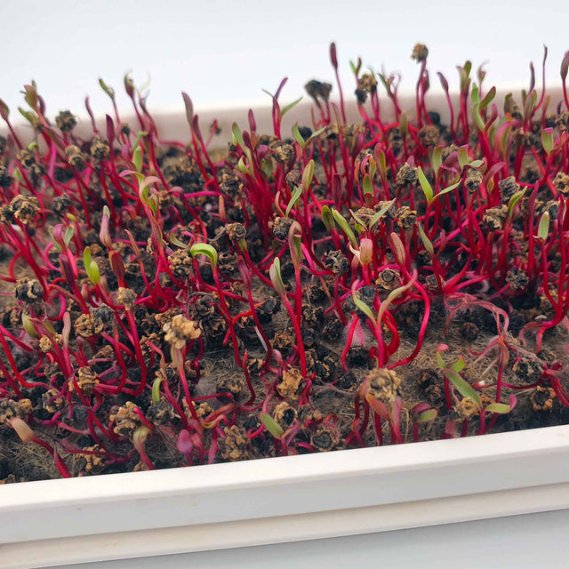 Microgreen -  Beet RED RUBY QUEEN (CONVENTIONAL)