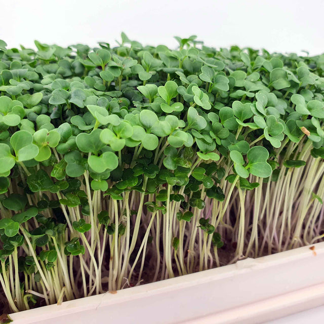 Microgreen - Broccoli (CONVENTIONAL)