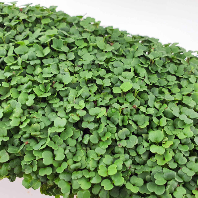 Microgreen - Broccoli (CONVENTIONAL)