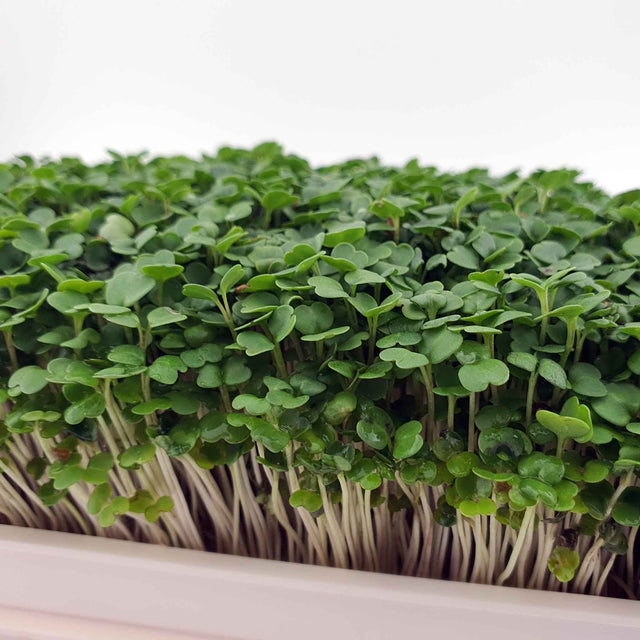 Microgreen - Broccoli (CONVENTIONAL)