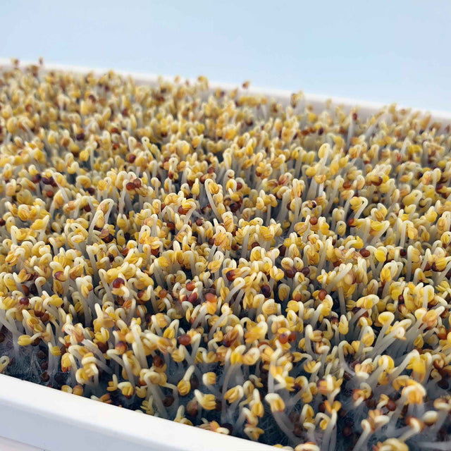 Microgreen - Broccoli (CONVENTIONAL)