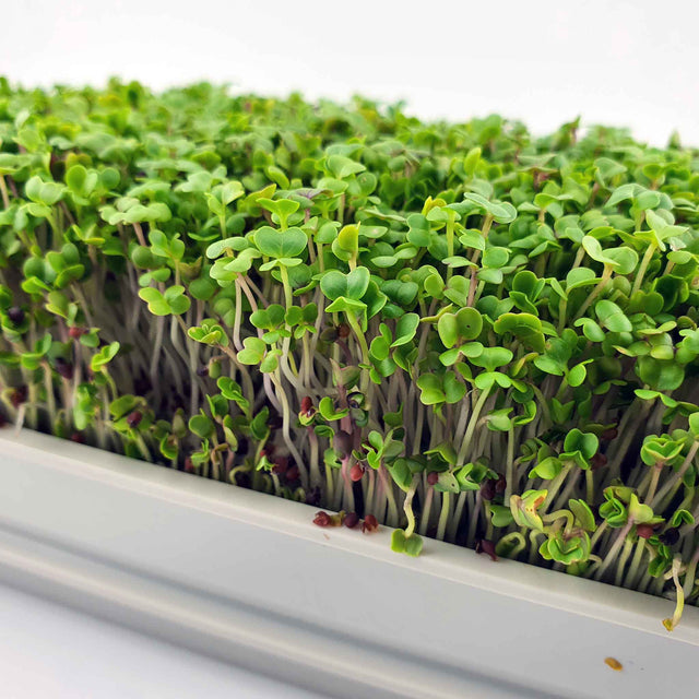 Microgreen - Broccoli (CONVENTIONAL)