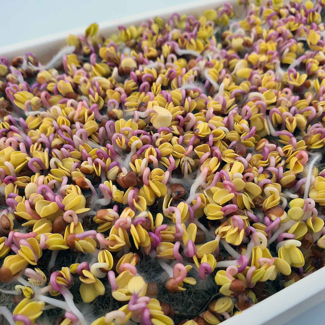 Microgreen - Radish China Rose (Conventional)