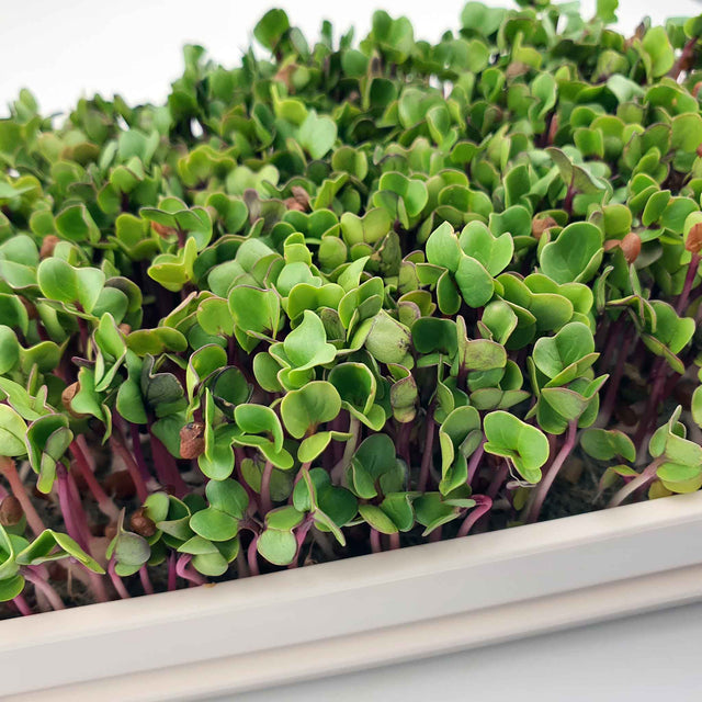 Microgreen - Radish China Rose (Conventional)