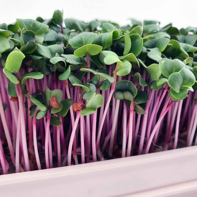 Microgreen - Radish China Rose (Conventional)