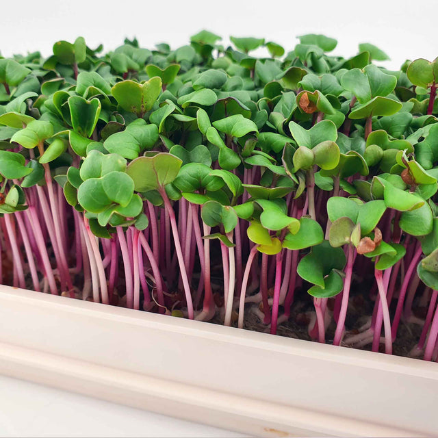 Microgreen - Radish China Rose (Conventional)